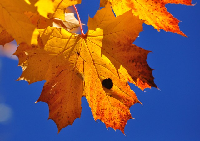 485195_original_R_K_B_by_Marion_pixelio.de